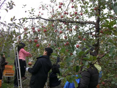 りんご農園（りんごオーナー制度）