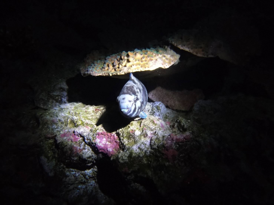 ナイトアクアリウムアドベンチャー