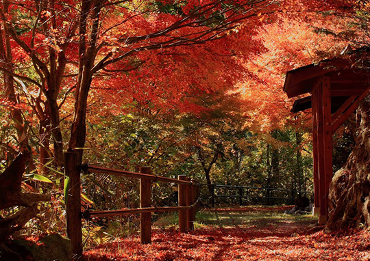 Yumori Park (Autumn)
