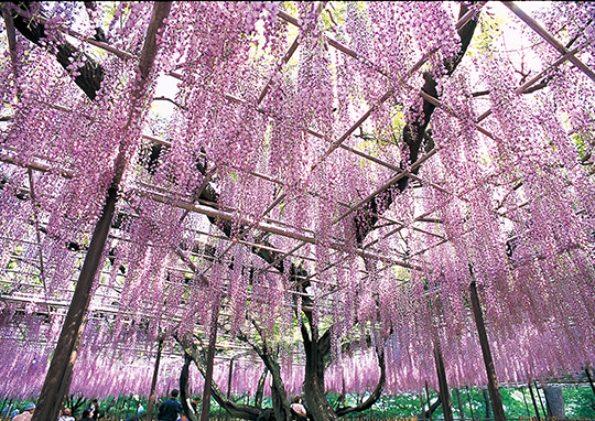 Gomangoku Fuji (Japanese wisteria)