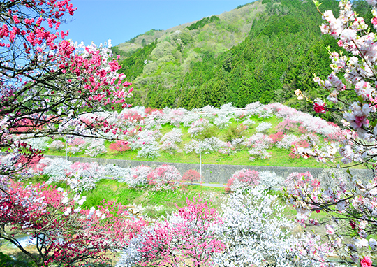 Heavens Sonohara | JAPAN MOUNTAINS Story | Welcome to the SHORYUDO
